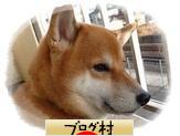 ブログランキング・にほんブログ村へ