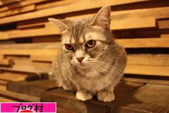 ブログランキング・にほんブログ村へ