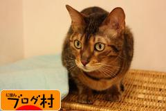 ブログランキング・にほんブログ村へ