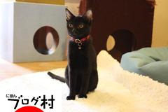 ブログランキング・にほんブログ村へ