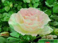 ブログランキング・にほんブログ村へ