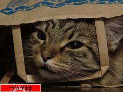 ブログランキング・にほんブログ村へ