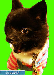 ブログランキング・にほんブログ村へ