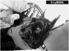 ブログランキング・にほんブログ村へ