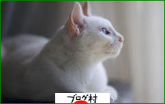 ブログランキング・にほんブログ村へ