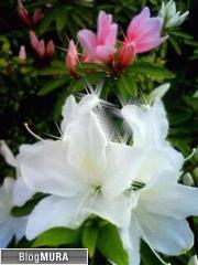 ブログランキング・にほんブログ村へ