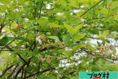 ブログランキング・にほんブログ村へ