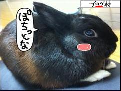 ブログランキング・にほんブログ村へ