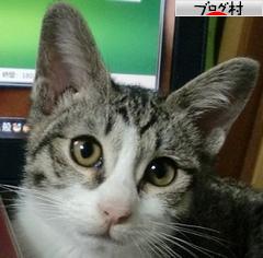 ブログランキング・にほんブログ村へ