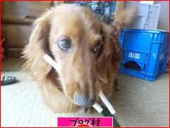 ブログランキング・にほんブログ村へ