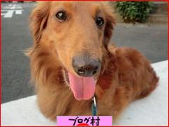 ブログランキング・にほんブログ村へ