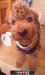 ブログランキング・にほんブログ村へ