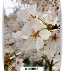 ブログランキング・にほんブログ村へ