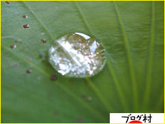 ブログランキング・にほんブログ村へ