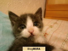 ブログランキング・にほんブログ村へ