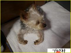 ブログランキング・にほんブログ村へ