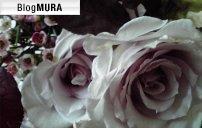 ブログランキング・にほんブログ村へ