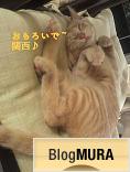 ブログランキング・にほんブログ村へ