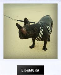 ブログランキング・にほんブログ村へ