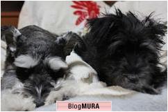 ブログランキング・にほんブログ村へ