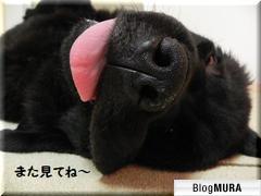 ブログランキング・にほんブログ村へ