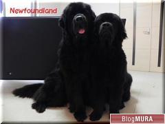 ブログランキング・にほんブログ村へ