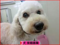 ブログランキング・にほんブログ村へ