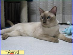 ブログランキング・にほんブログ村へ