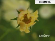 ブログランキング・にほんブログ村へ