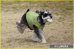 ブログランキング・にほんブログ村へ