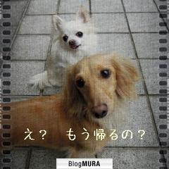 ブログランキング・にほんブログ村へ