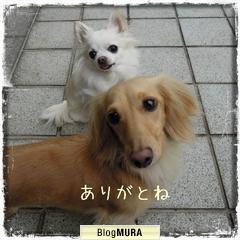 ブログランキング・にほんブログ村へ