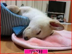 ブログランキング・にほんブログ村へ