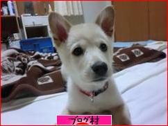 ブログランキング・にほんブログ村へ