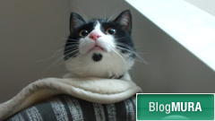 ブログランキング・にほんブログ村へ