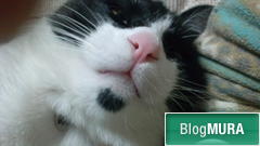 ブログランキング・にほんブログ村へ