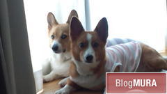 ブログランキング・にほんブログ村へ