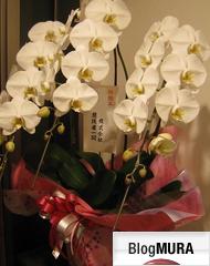 ブログランキング・にほんブログ村へ