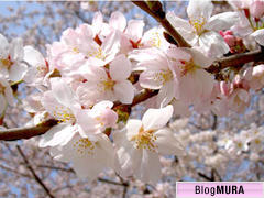 ブログランキング・にほんブログ村へ