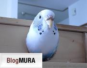 ブログランキング・にほんブログ村へ