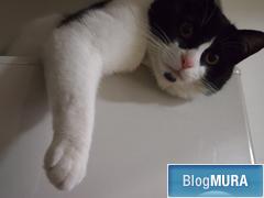 ブログランキング・にほんブログ村へ