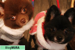 ブログランキング・にほんブログ村へ