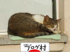 ブログランキング・にほんブログ村へ