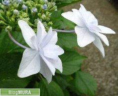 ブログランキング・にほんブログ村へ