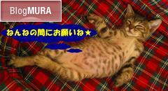 ブログランキング・にほんブログ村へ