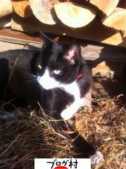 ブログランキング・にほんブログ村へ