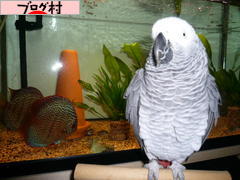 ブログランキング・にほんブログ村へ