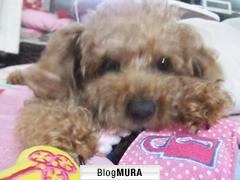 ブログランキング・にほんブログ村へ