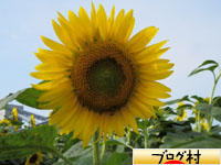 ブログランキング・にほんブログ村へ