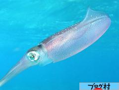 ブログランキング・にほんブログ村へ